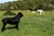 RUSHE ( Riproduttore Selezionato ENCI) - Triola Cane Corso